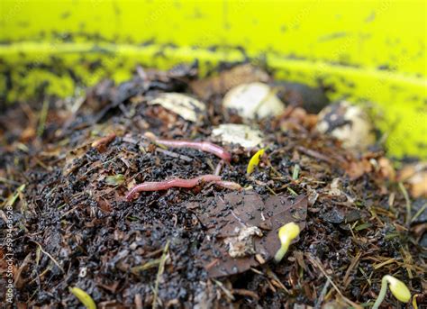 Composting Worms On Top Of Kitchen Scraps Manure And Dirt Group Of