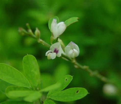 Chinese Bush Clover | Clifftop