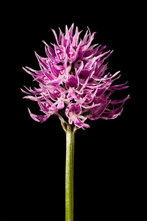 Naked Man Orchid Plant Orchis Italica Stock Photo Image Of Orchid Pink 39529728