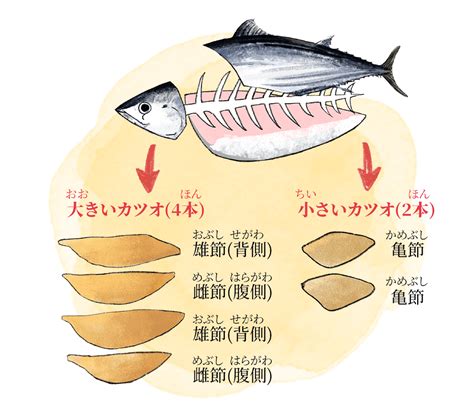 かつお節大百科 素材編｜ヤマキ かつお節プラス｜鰹節屋・だし屋、ヤマキ