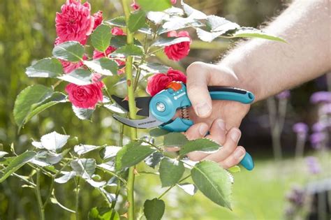 рррррррр | Rose bush, Types of rose bushes, Old rose