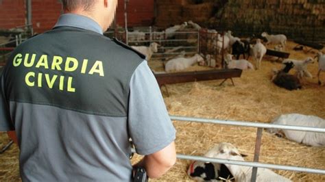 La Guardia Civil De Zamora Investiga A Un Ganadero Como Supuesto Autor