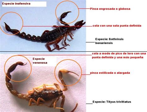 Alacranes venenosos en Cordoba cómo prevenirlos