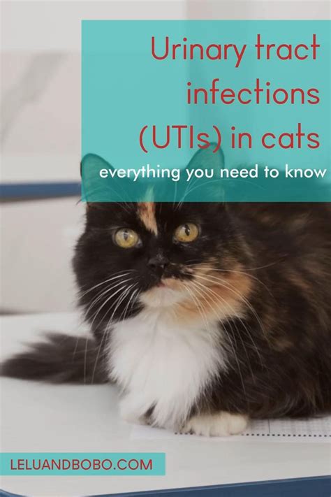 Urinary Tract Infections (UTI) in cats | Lelu & Bobo [Video] | Cat uti ...