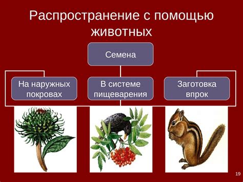 Распространение плодов и семян - презентация онлайн