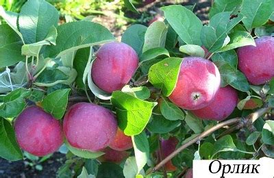 Яблоня Орлик: описание сорта, посадка и уход