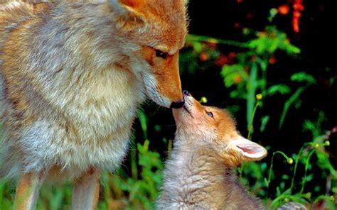 Coyote Pups Wallpapers - asimBaBa | Free Software | Free IDM Forever