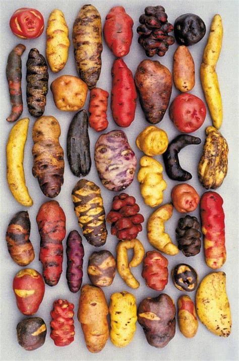 varieties  potato grown  peru  love potatoes rpics