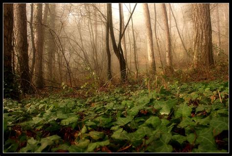 Free Images Landscape Tree Nature Forest Fog Mist Sunlight Leaf Flower Green Jungle