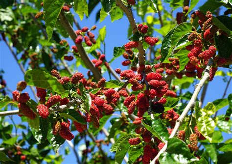 Best fruit trees: 10 to grow in your backyard | Homes & Gardens