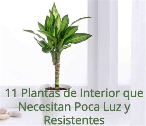 Plantas De Interior Que Necesitan Poca Luz Y Resistentes