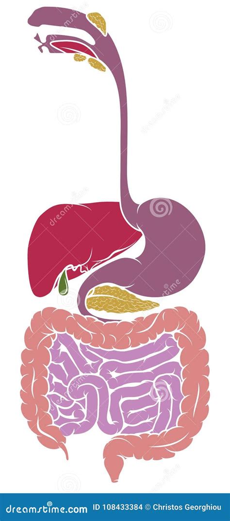 Human Anatomy Gastrointestinal Tract Diagram Stock Vector