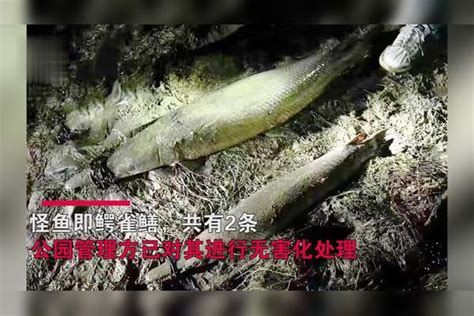 怪鱼已抓到！河南耗时1个月抽干20万方湖水，成功抓捕2条鳄雀鳝万方湖水成功