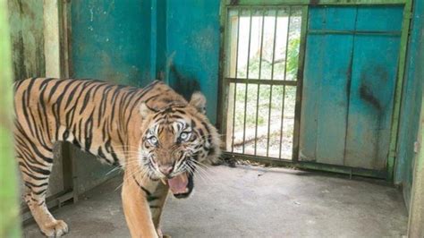 Medan Zoo Jadi Sorotan Usai 4 Harimau Mati Dalam Kurun Waktu 3 Bulan