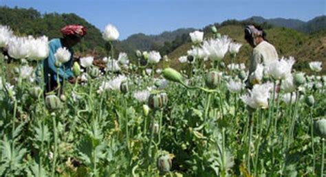 Myanmar Opium Farming Booming After Coup Un