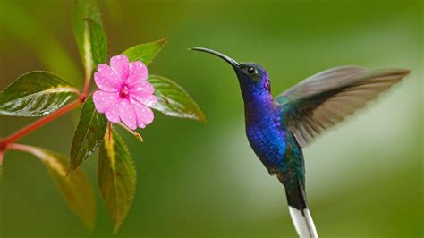 El Mensaje De Sanación Que Comunica La Visita De Un Colibrí En Tu Jardín