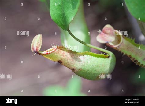 Calico Flower Aristolochia Littoralis Stock Photo Alamy