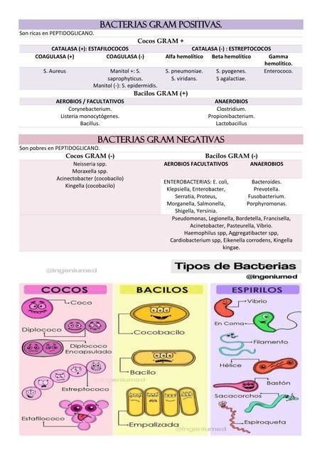 Diferencias Entre Bacterias Gram Positivas Y Gram Negativas Udocz