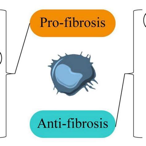 Macrophages Regulate The Occurrence And Development Of Cardiac Fibrosis