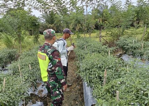 Maksimalkan Hasil Produksi Pertanian Babinsa Posramil 05 PC Dampingi