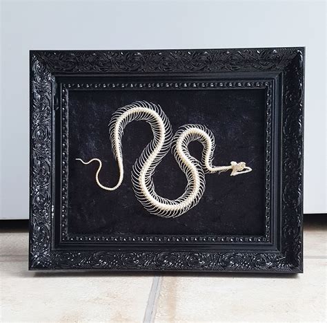 Framed Articulated Snake Skeleton Bone Art Taxidermy Bat Gorgeous