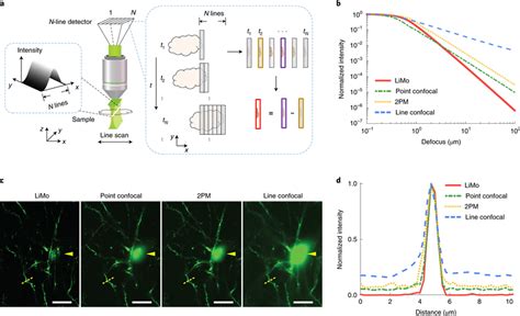 Limo Microscopy A Scheme And Imaging Principle Dashed Rectangles