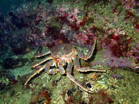 Alaskan King Crab Underwater