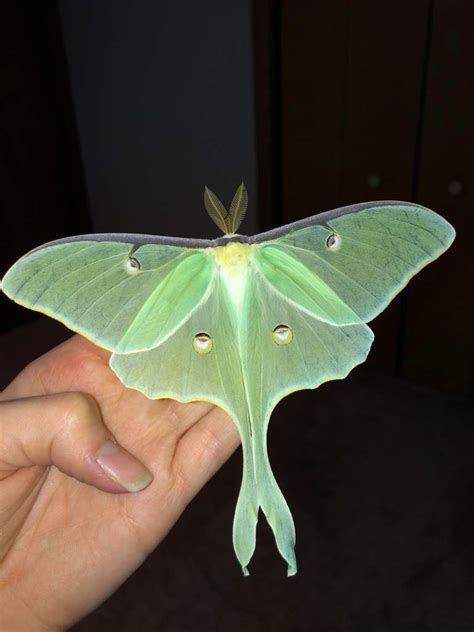 Luna Moth Wiki Reptiles Amino