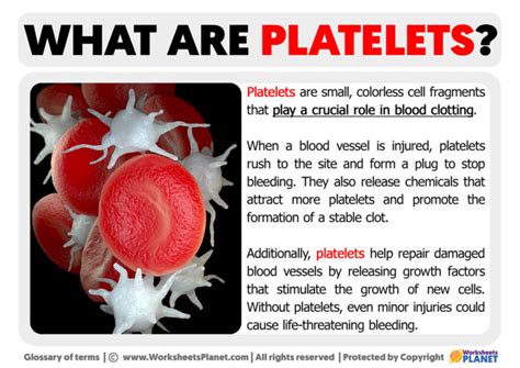 What are Platelets | Definition of Platelets 