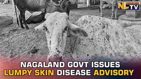 Nagaland Government Issues Advisory On Lumpy Skin Disease Youtube