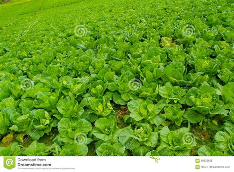 Turnips Farm Stock Photo Image Of Garden Beets Agricultural 60833626