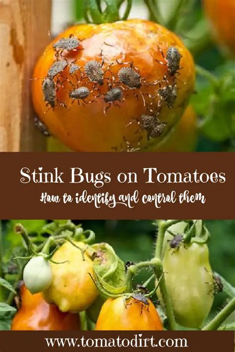 Stink Bugs How To Identify And Control Them On Tomatoes