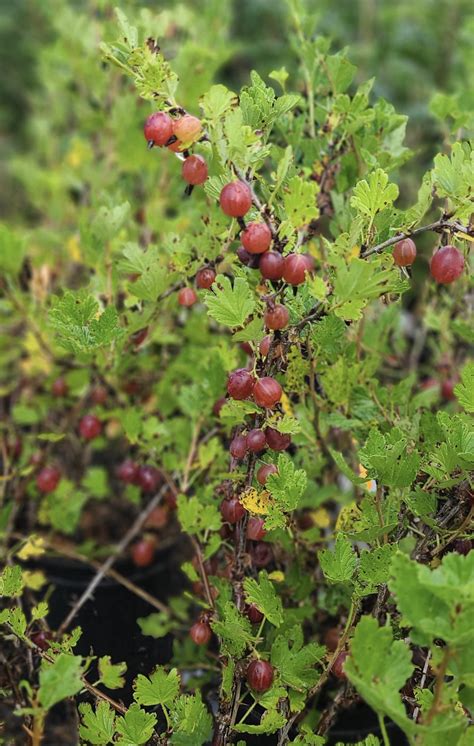 Gooseberry Captivator Thornless Falk Nurseries