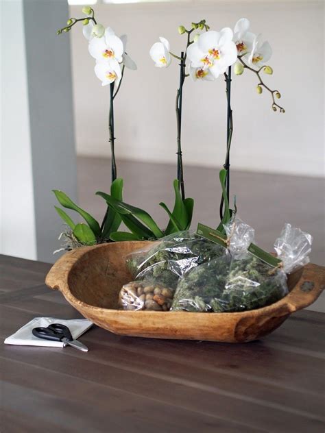 Best Orchid Arrangements With Succulents And Driftwood Decomagz