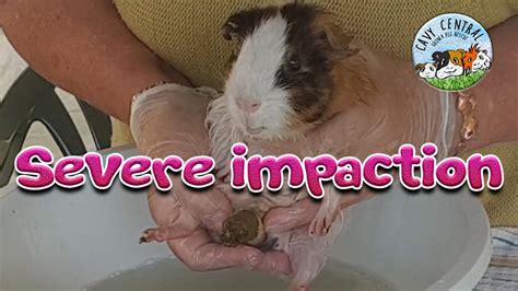 Guinea Pig Impaction Recognition And How To Treat It With Cavy Central