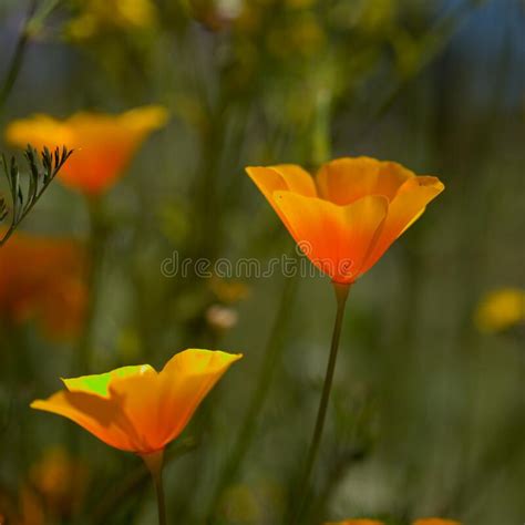 Flora Of Gran Canaria Eschscholzia Californica The California Poppy