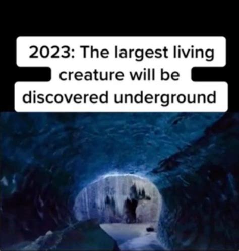 Viral 2024 sotwe