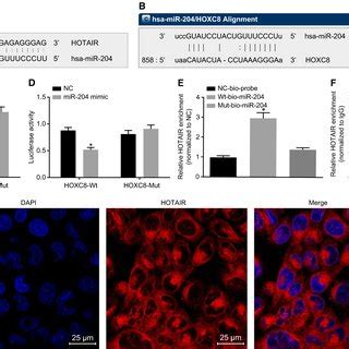 Microrna Mir Has Low Expression Level While Hotair And Hoxc