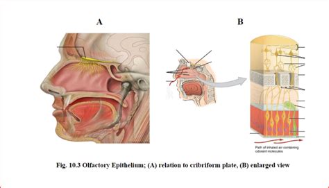 Olfactory Diagram | Quizlet