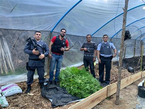 A Gazeta Polícia encontra plantação 500 pés de maconha em Alfredo