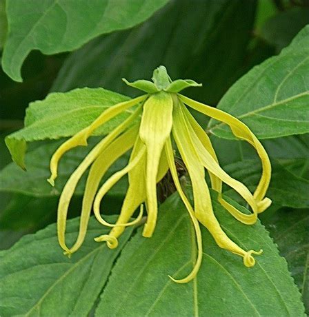 Eric’s Pet Plant: Ylang-ylang Tree (Cananga odorata) | Leslie Land - in ...