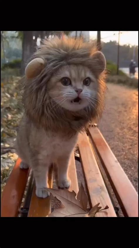 Cat Or Lion Video Cute Animals Kittens Cute Cat