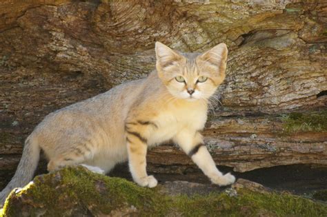 Песчаный кот, или барханная кошка (лат. Felis margarita). Энциклопедия ...