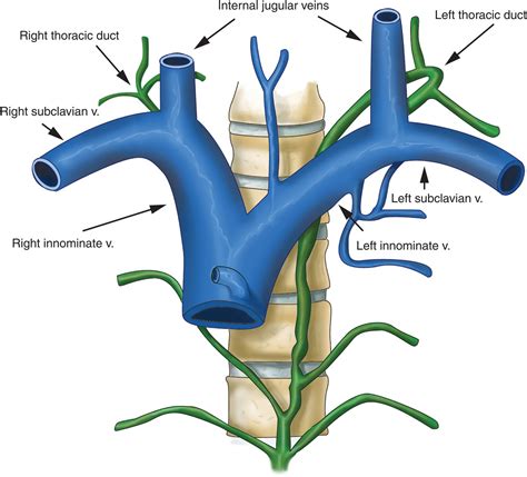 The Subclavian Line Einstein Emergency Medicine