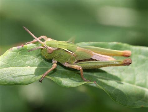 Types Of Grasshoppers With Pictures Identification Guide