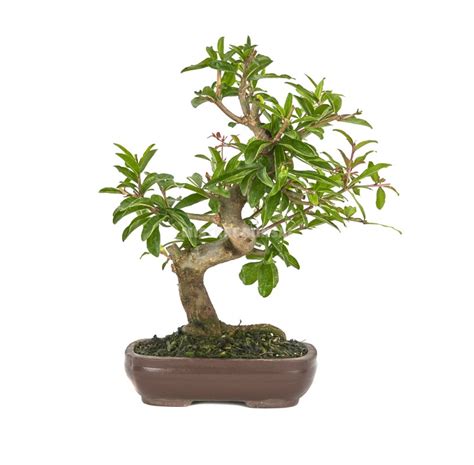 Punica Granatum Nejikan Bonsai 15 Years Dwarf Pomegranate Mistral
