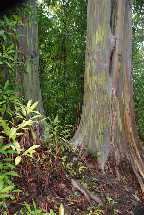 The Rainbow Trees Bark Show Many Colors If You Look Close You Can See