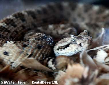 Mojave desert sidewinder Snake | All about snake pictures