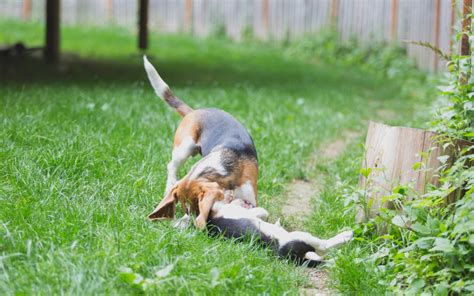 Beagle Puppies Are 8 Weeks Old Woodinville Seattle Wa Akc Kazuri