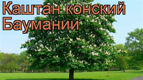 Каштан конский Баумании (baumannii) 🌿 обзор: как сажать, крупномеры ...